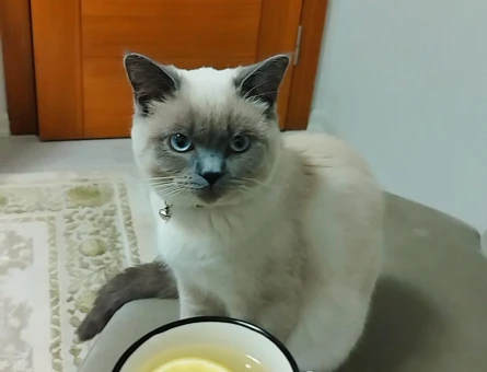 British Shorthair 1 Yaşında Eş Arıyor - 118984154