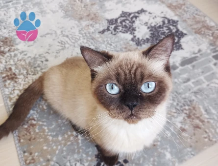 Siyam kızımız Doly için British Shorthair gri bir damat adayı arıyoruz.