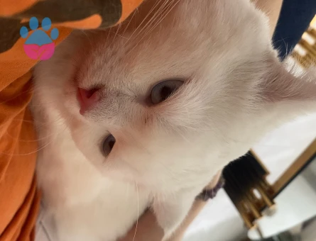 British Shorthair Lukas oğluma eş arıyorum