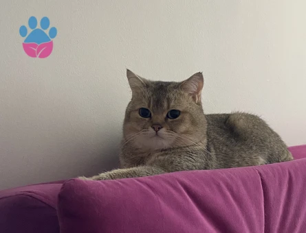 4 yaşında scottish straight shorthair oğluma eş arıyorum - 118984159