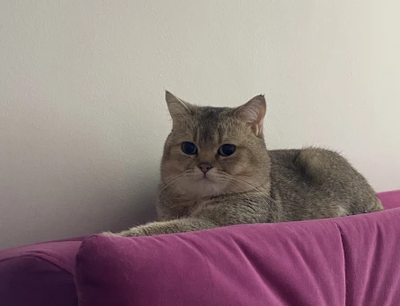 4 yaşında scottish straight shorthair oğluma eş arıyorum - 118984159