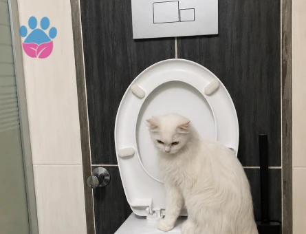 British Longhair 1 Yaşında Eş Arıyor - 118984161