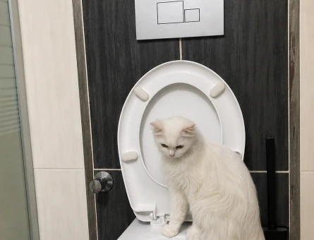 British Longhair 1 Yaşında Eş Arıyor - 118984161