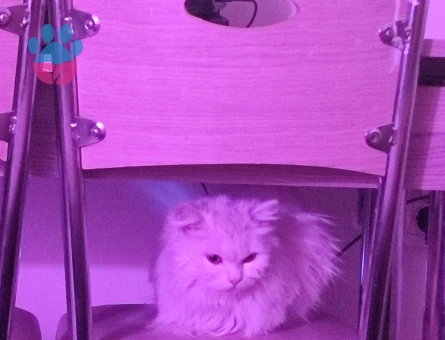 British Longhair 1 Yaşında Eş Arıyor