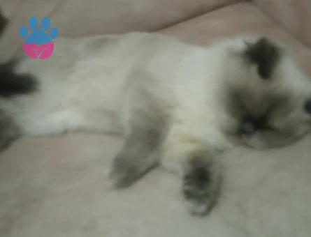 British Shorthair Kızımıza Damat Aranıyor