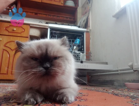 British Shorthair Kızımıza Damat Aranıyor - 118984164