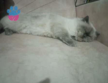 British Shorthair Kızımıza Damat Aranıyor