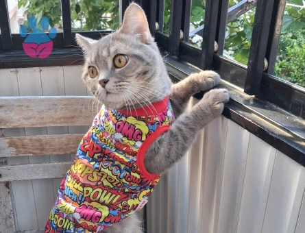 British Shorthair Leomuza dişi arıyoruz - 118984165