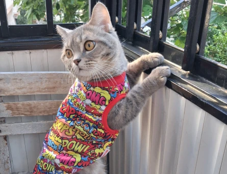 British Shorthair Leomuza dişi arıyoruz - 118984165