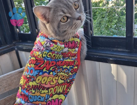 British Shorthair Leomuza dişi arıyoruz