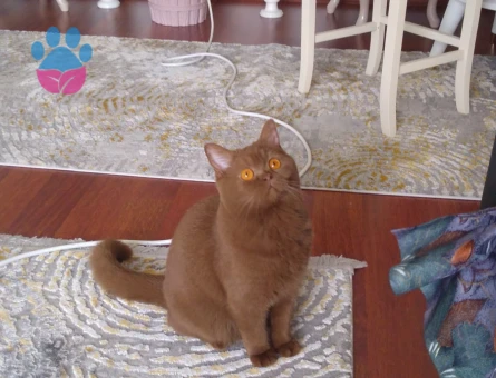 British Shorthair Dişi Eş Arıyor