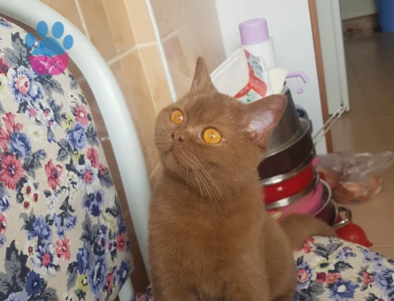 British Shorthair Dişi Eş Arıyor