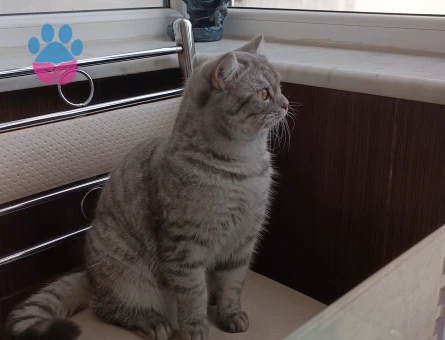 British Shorthair Casper'a Eş Arıyorum