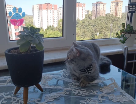 British Shorthair Casper'a Eş Arıyorum