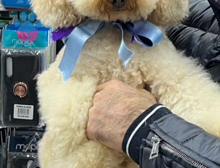 Safkan Toy Poddle Oğlumuza eş arıyoruz