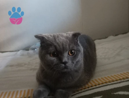 Scotish Fold Dişi Kızgınlıkta