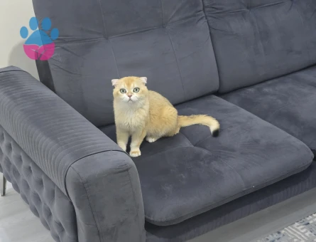 Erkek kedim için uygun dişi arıyorum