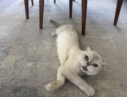 Scottish Fold Dişi kedime eş arıyorum - 118984473
