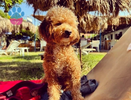 Maltipoo 1 Yaşında 5 Kg Eş Arıyor