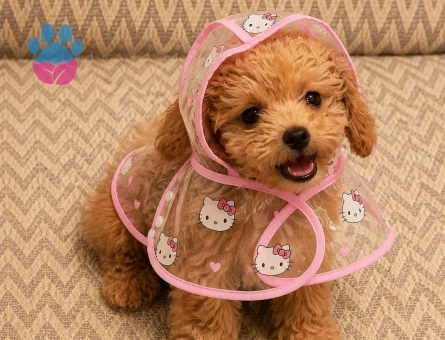 Maltipoo 1 Yaşında 5 Kg Eş Arıyor