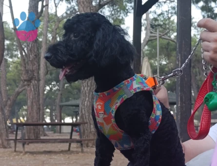 Toy Poodle Oğlum Eş Arıyor