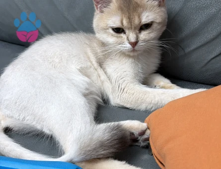 British Shorthair 1 Yaşındaki Kızıma Eş Arıyorum