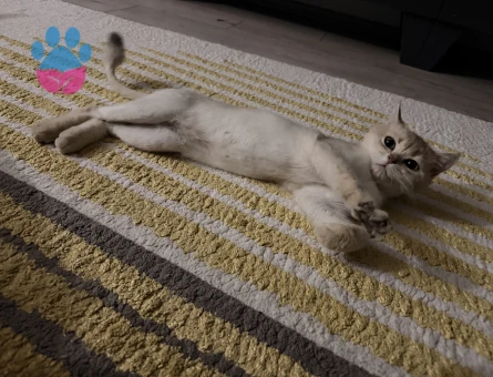 British Shorthair 1 Yaşındaki Kızıma Eş Arıyorum