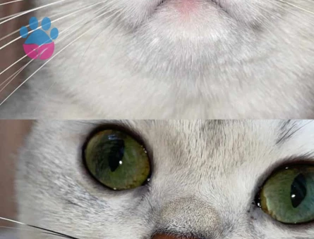 British Shorthair 1 Yaşında Eş Arıyor