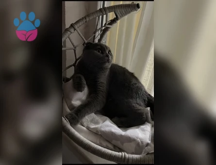 Scottish Fold 1 Yaşında Eş Arıyor