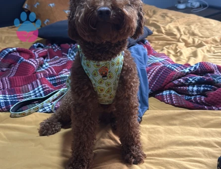 Toy Poodle Oğlumuza Eş Arıyoruz