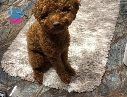 Toy Poodle Oğlumuza Eş Arıyoruz