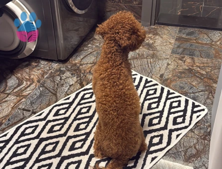 Toy Poodle Oğlumuza Eş Arıyoruz