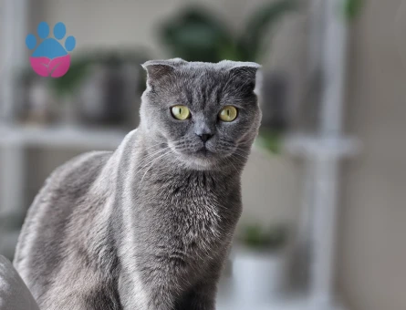 Scotish dişi kedi