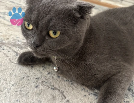 Kızıma eş arıyoruz