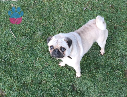Pug Köpeğim dumana eş arıyorum