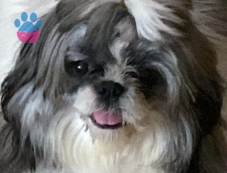 Shih Tzu 1 Yaşında Kızıma Eş Arıyorum