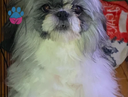 Shih Tzu 1 Yaşında Kızıma Eş Arıyorum
