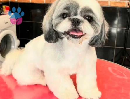 Shih Tzu 1 Yaşında Kızıma Eş Arıyorum