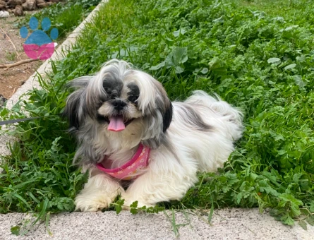 Shih Tzu 1 Yaşında Kızıma Eş Arıyorum