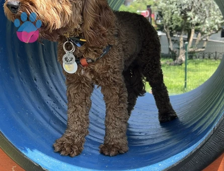 Toy Poodle Oscar Eş Arıyor