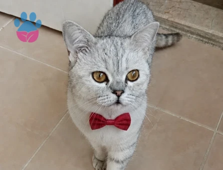British Shorthair 1 Yaşında Erkek - 118984764