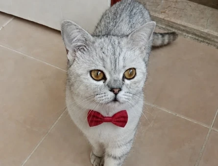 British Shorthair 1 Yaşında Erkek - 118984764