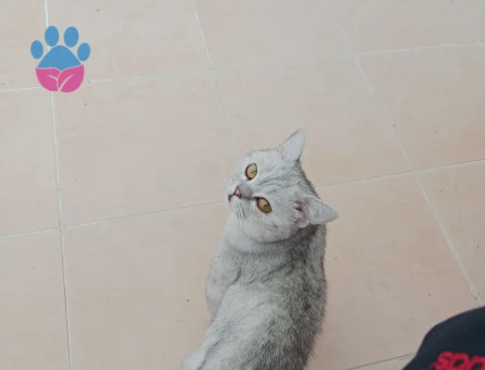 British Shorthair 1 Yaşında Erkek