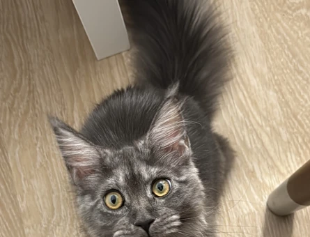 Sertifikaları Maine Coon Dişi Kedime Eş Arıyorum - 118984765