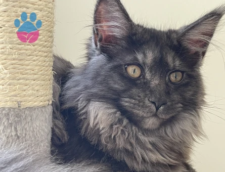 Sertifikaları Maine Coon Dişi Kedime Eş Arıyorum