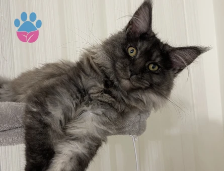 Sertifikaları Maine Coon Dişi Kedime Eş Arıyorum