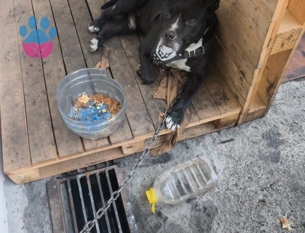 Pitbull Erkek Kızgınlıkta Eş Arıyoruz - 118984766