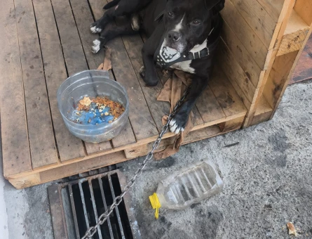 Pitbull Erkek Kızgınlıkta Eş Arıyoruz - 118984766