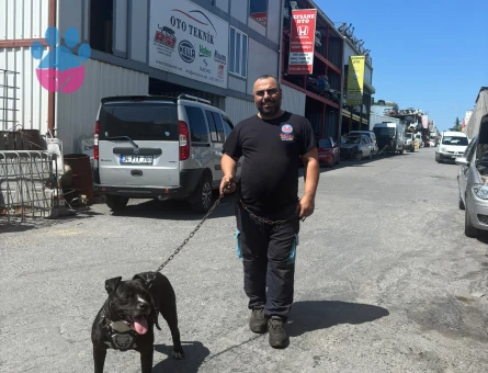 Pitbull Erkek Kızgınlıkta Eş Arıyoruz