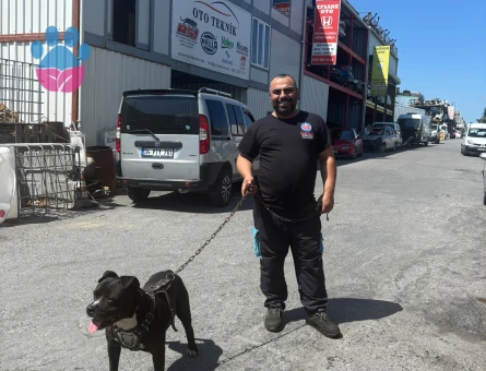 Pitbull Erkek Kızgınlıkta Eş Arıyoruz
